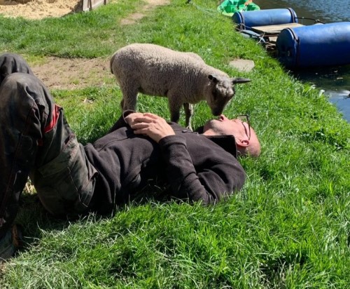 Les agneaux en sevrage à la ferme thérapeutique des heures étoilées