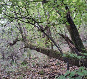 A la Ferme Thérapeutique des Heures étoilées, les arbres se redressent