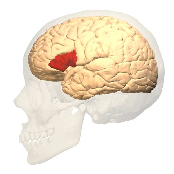 la zone de Broca, le lieu où le langage prend tout son sens