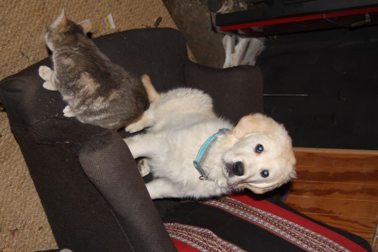 Nouveau chiot à la ferme thérapeutique des Heures Etoilées