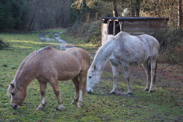 Les chevaux de la Ferme thérapeutiques des Heures Etoilées
