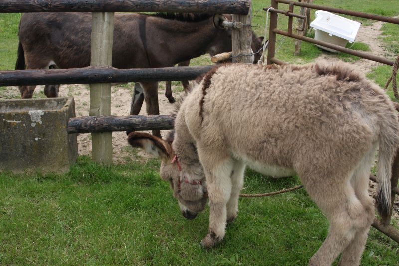 Oscar, l'âne de la ferme thérapeutique