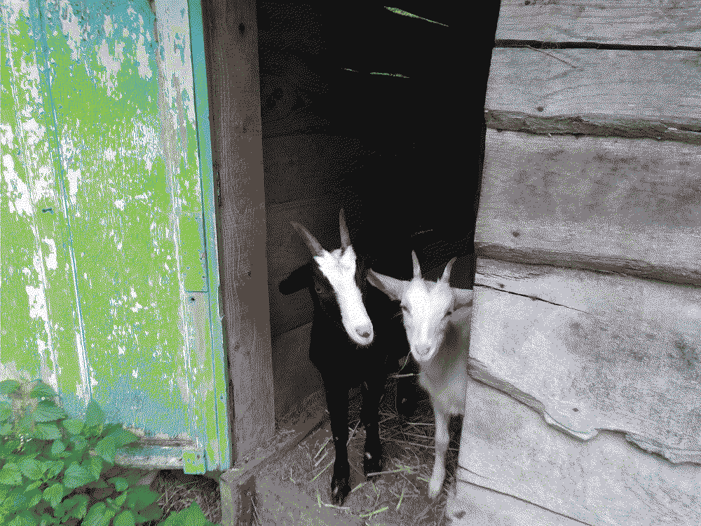 Ferme thérapeutique des Heures Etoilées - hypnose et nature dans le Calvados- chèvres